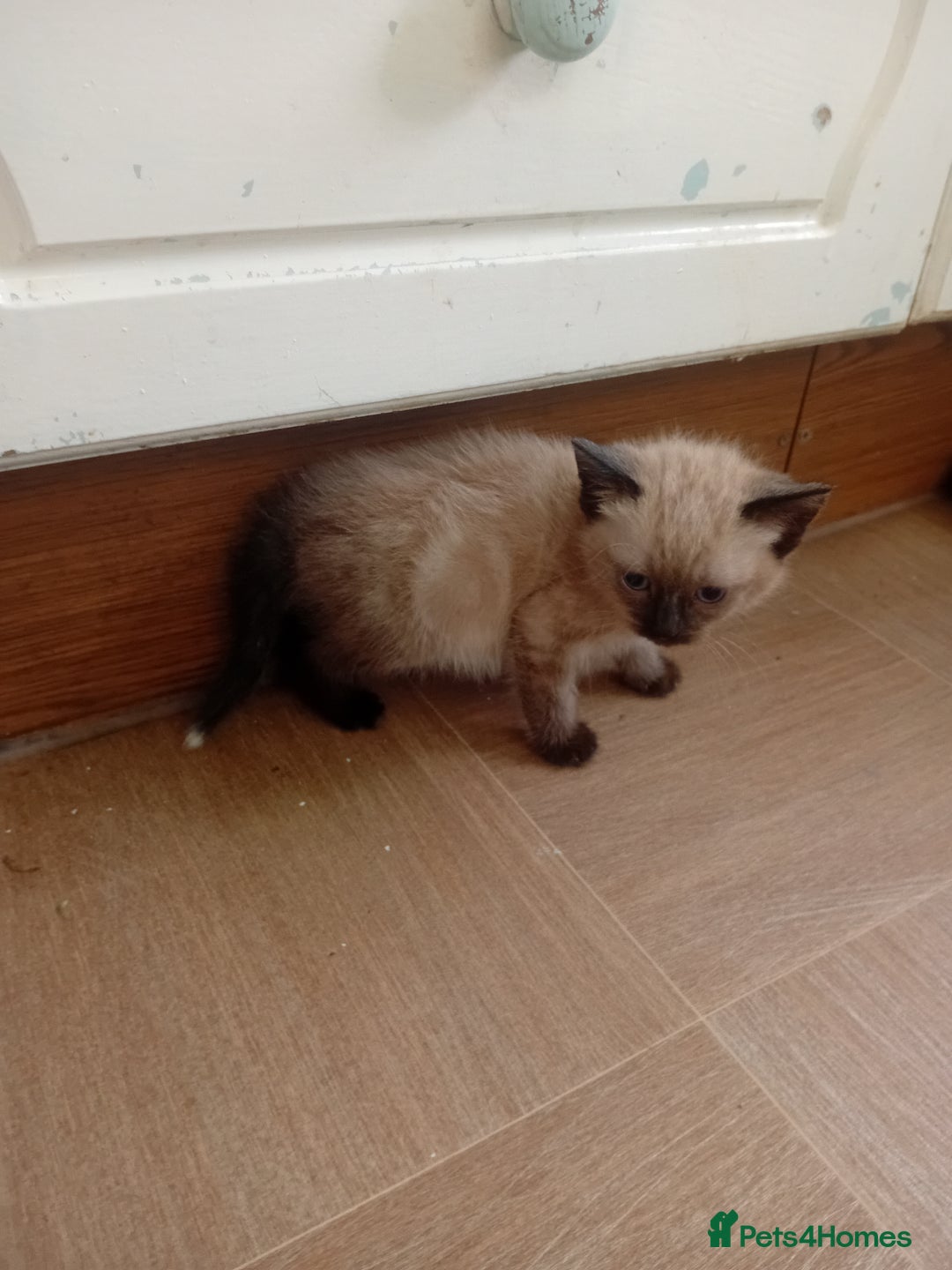 Mixed Breed cats for sale: Jolanta - Image 2
