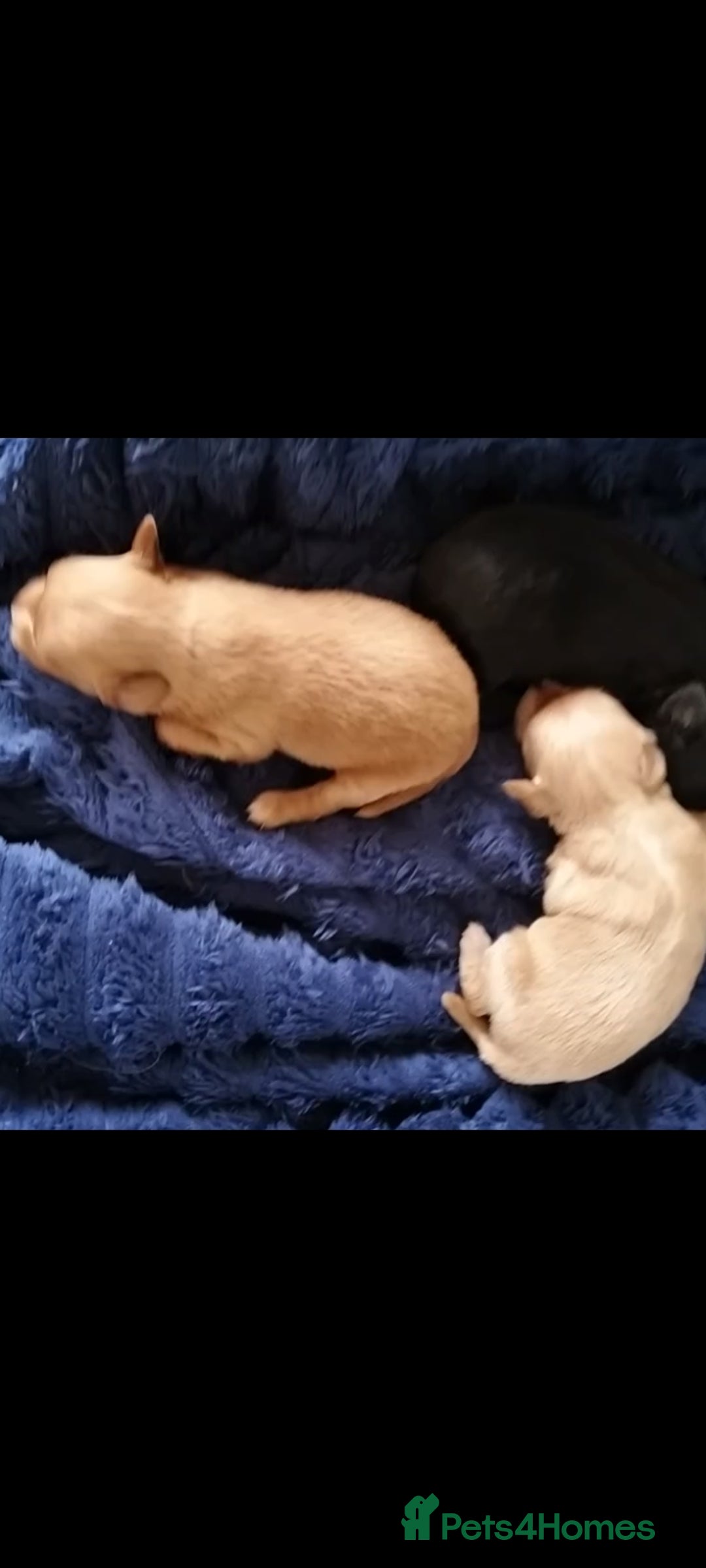 Mixed Breed dogs for sale: Beautiful  - Image 3