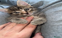 Domestic Shorthair cats for sale: Adorable tabby/bengal kittens to a good home - Image 37