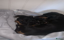 Dachshund dogs for sale: Dachshund pups - Image 8