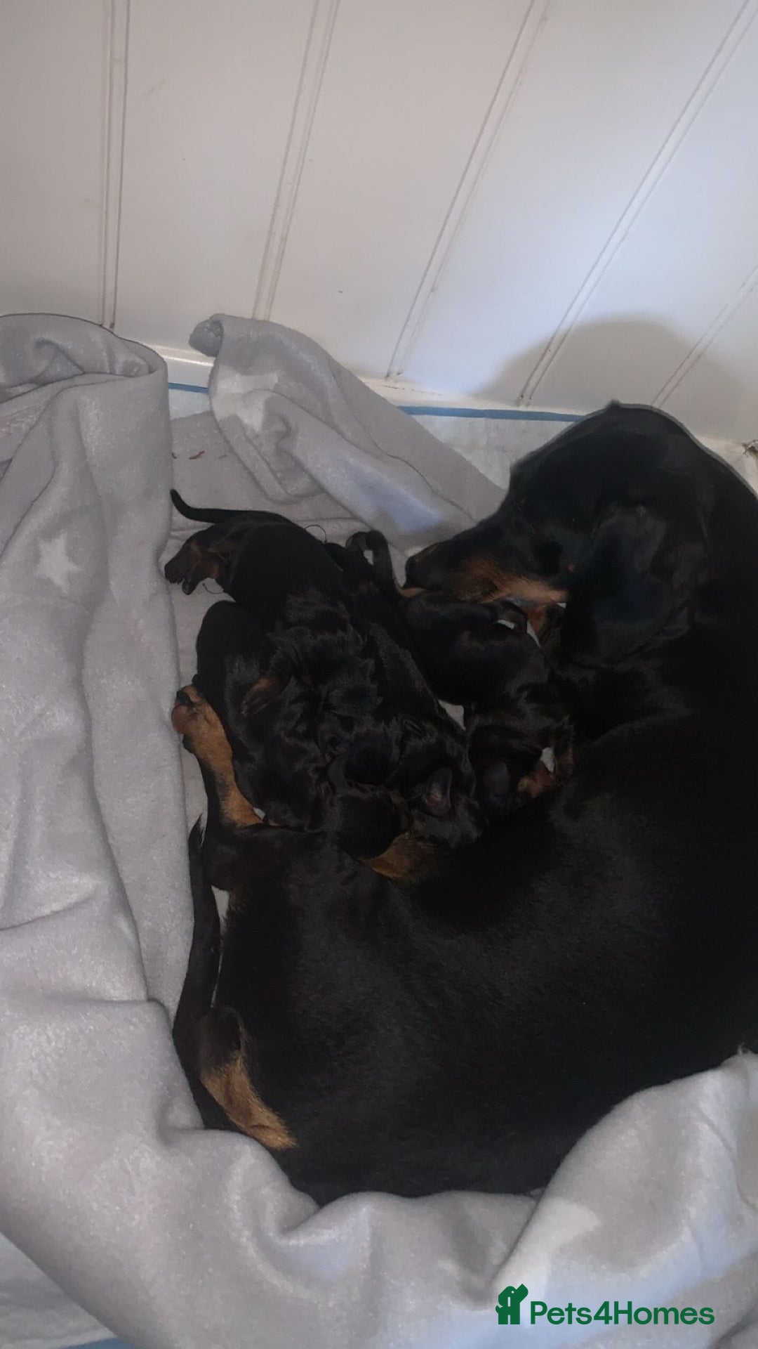 Dachshund dogs for sale: Dachshund pups - Image 8