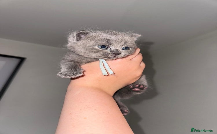 British Shorthair cats - Advert 6