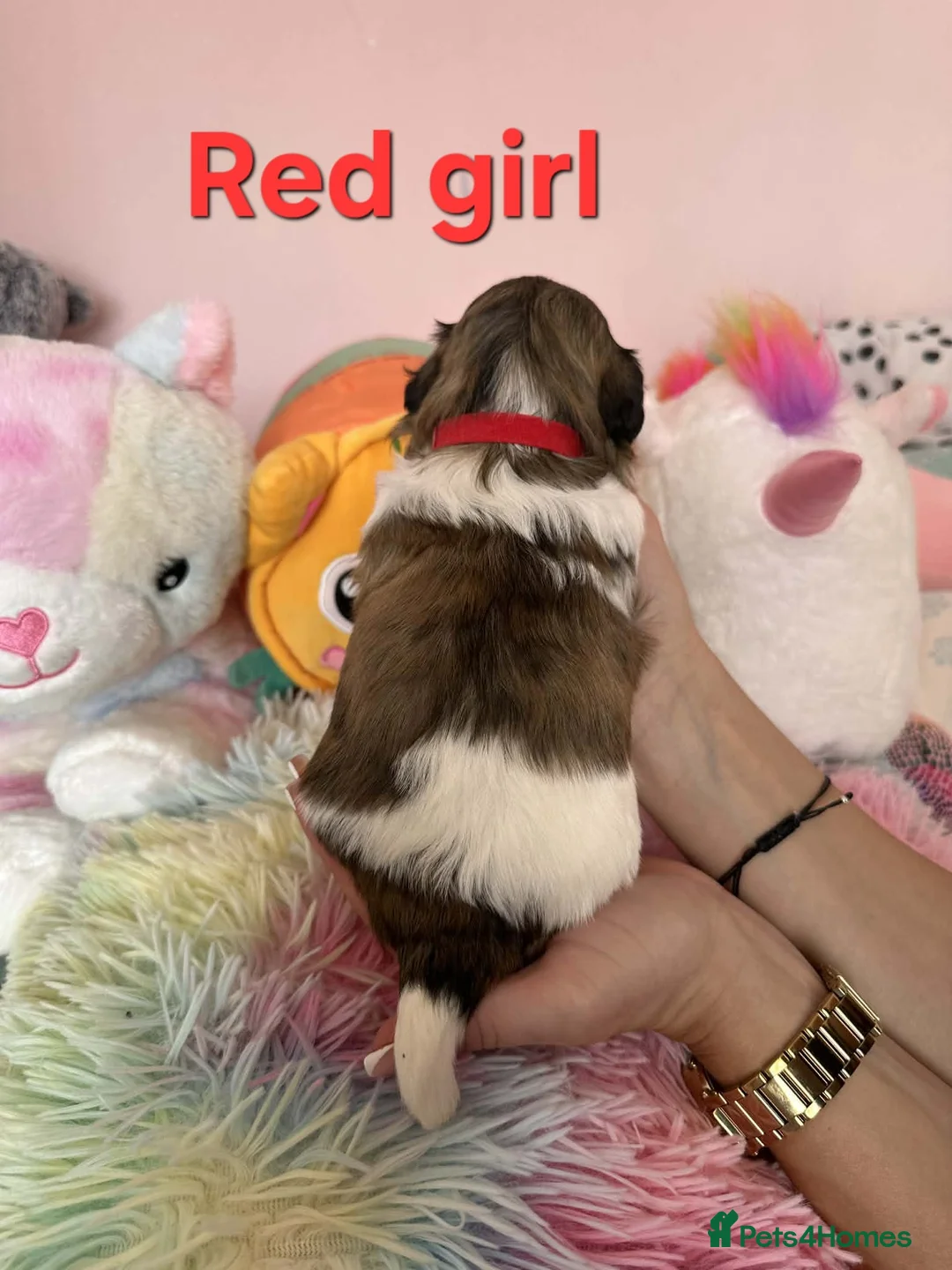 Shih Tzu dogs for sale: 🥰🐾 Adorable Shih Tzu Puppies 🐾🥰 - Advert 25