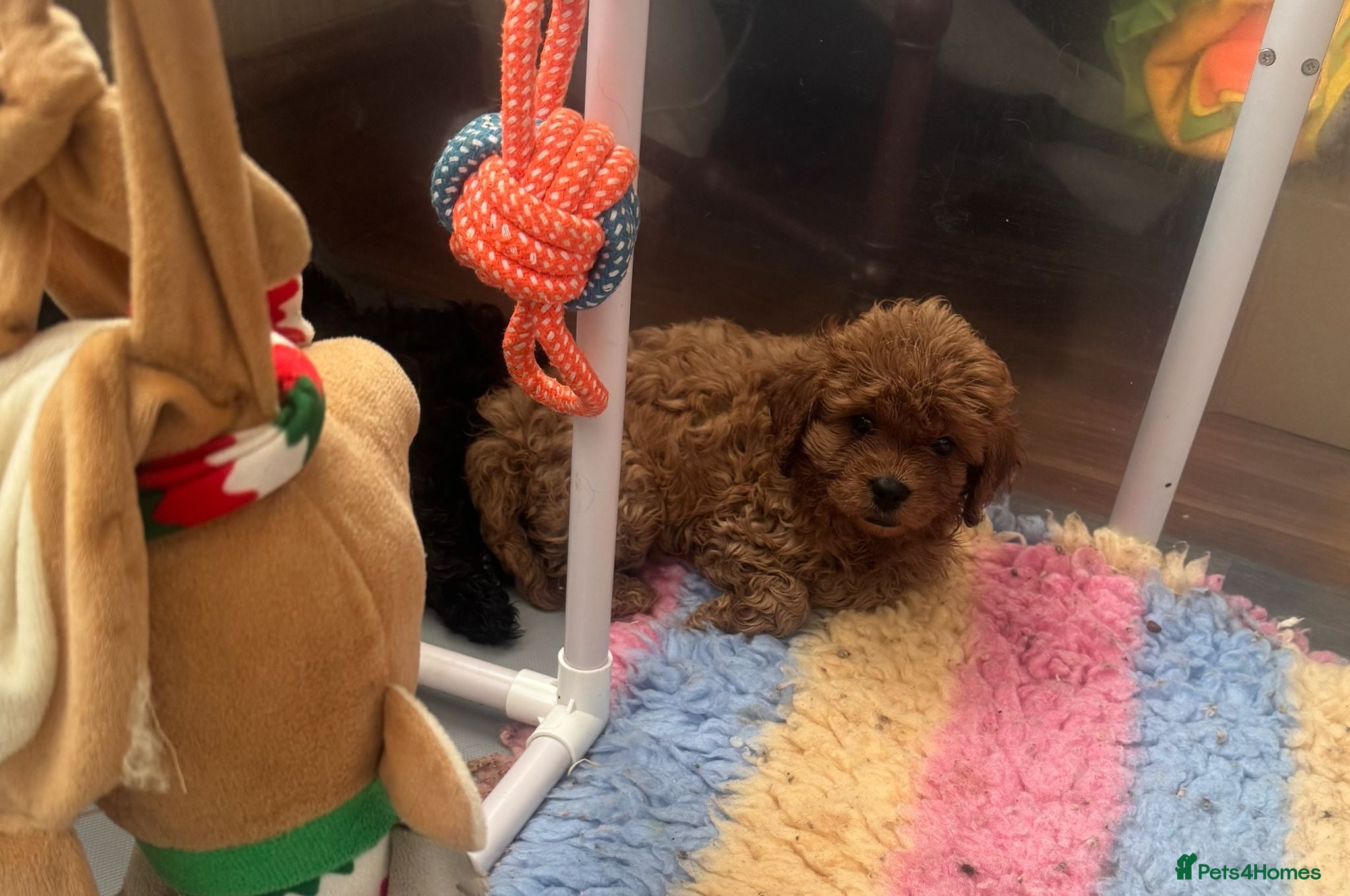 Cavapoo dogs F1 Cavapoos, extensively health tested parents  - Advert 1