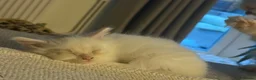 Mixed Breed cats for sale: Ragdoll X 2 longhair Blk and white ready now  - Advert 6