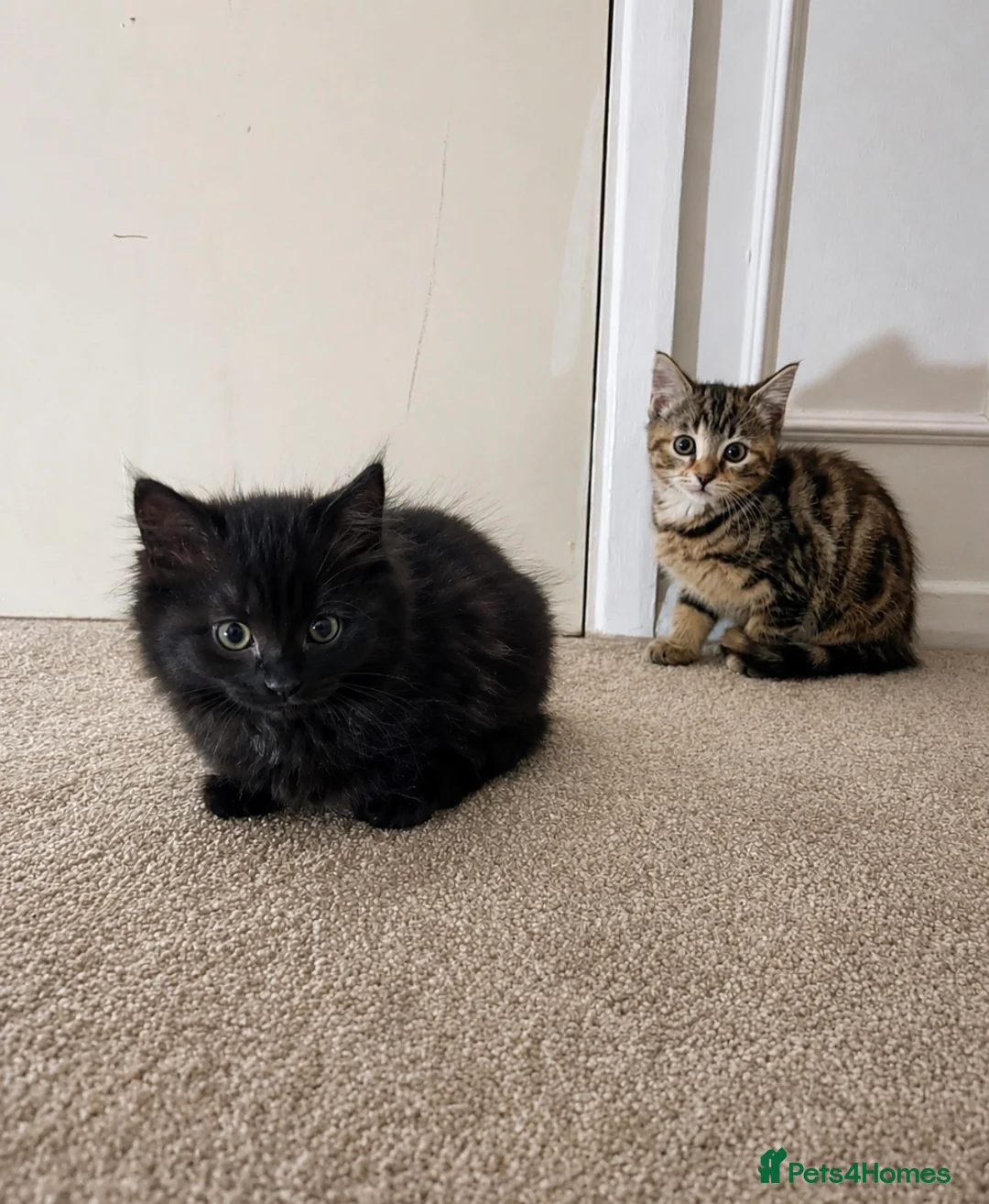 Mixed Breed cats for sale: Two beautiful kittens for sale  in Colchester - Advert 1