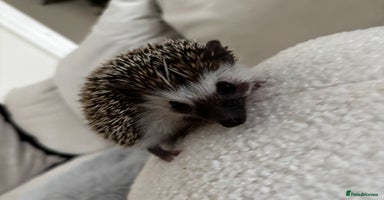 Pygmy Hedgehog rodents - Advert 14