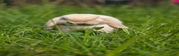Mini Lop rabbits for sale: 🐰 Adorable Purebred Mini Lop Girl 💕 - Advert 1