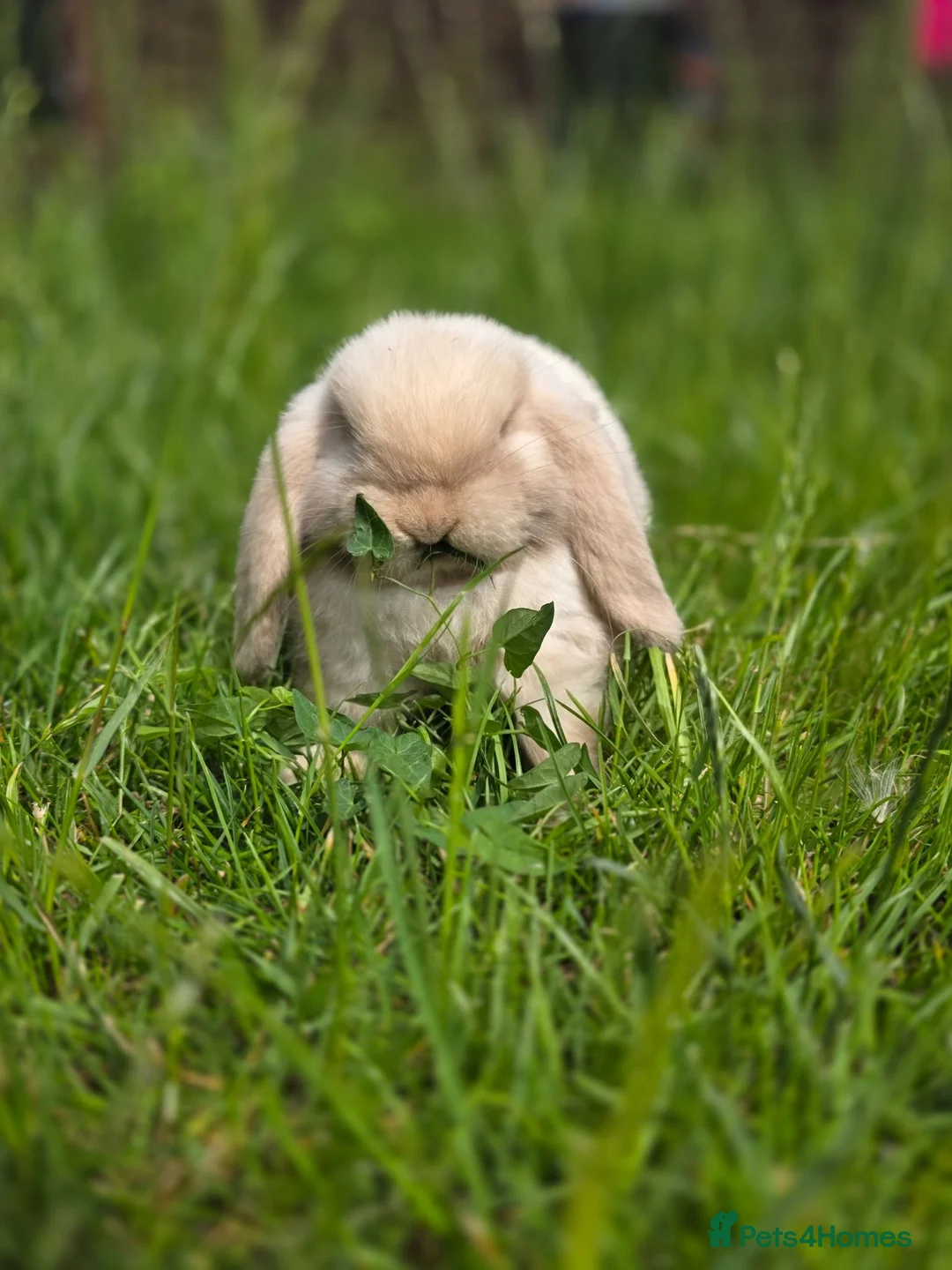 Mini Lop rabbits for sale: 🐰 Adorable Purebred Mini Lop Girl 💕 - Advert 1