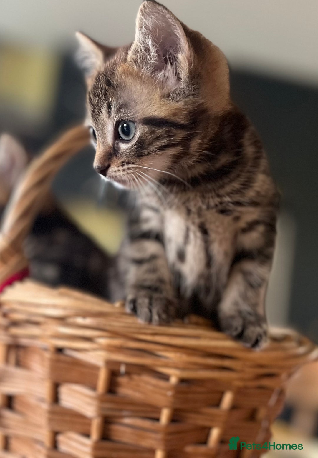 Mixed Breed cats for sale: Male mixed breed kittens - Image 6