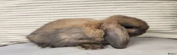 Mini Lop rabbits for sale: Mini lops ready from the 7th of August  - Advert 5