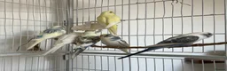 Budgerigars birds for sale: Baby Budgies - Advert 5
