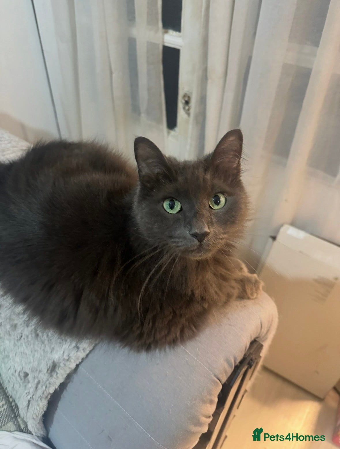 Mixed Breed cats Looking for a home for my loveable cat.  - Advert 1