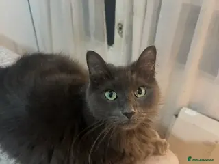 Mixed Breed cats Looking for a home for my loveable cat. - Advert 2