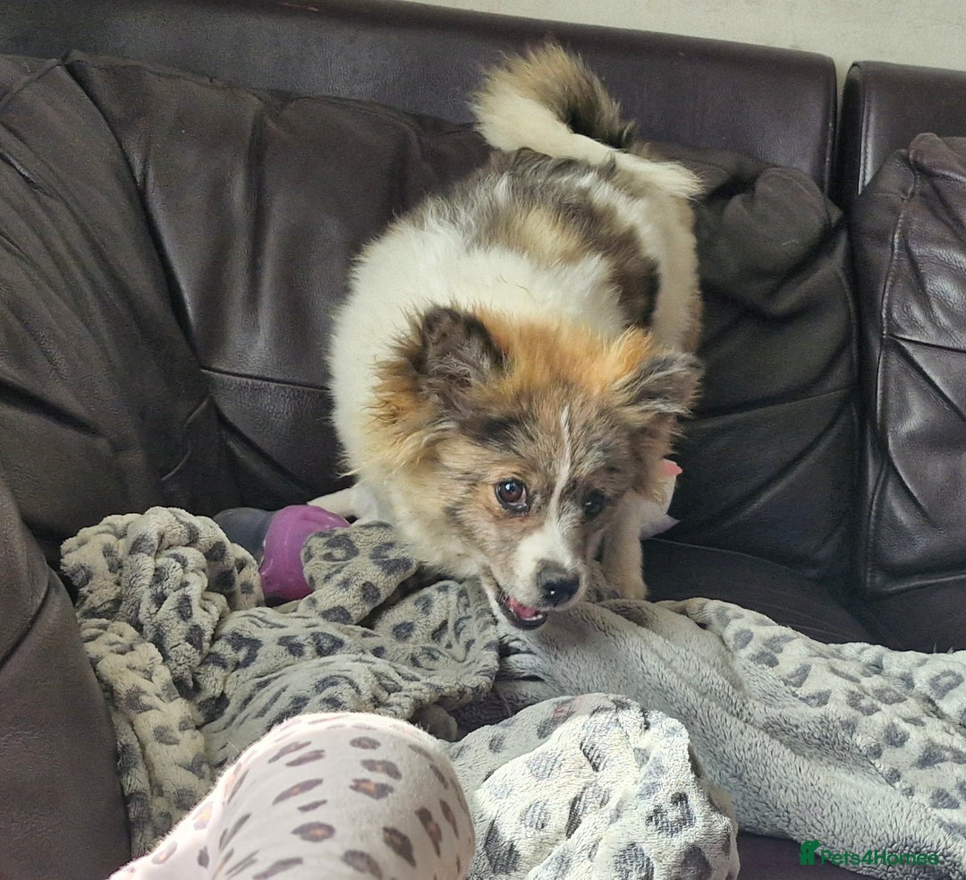 Pomsky dogs for sale: Pomsky merle bitch  - Image 3