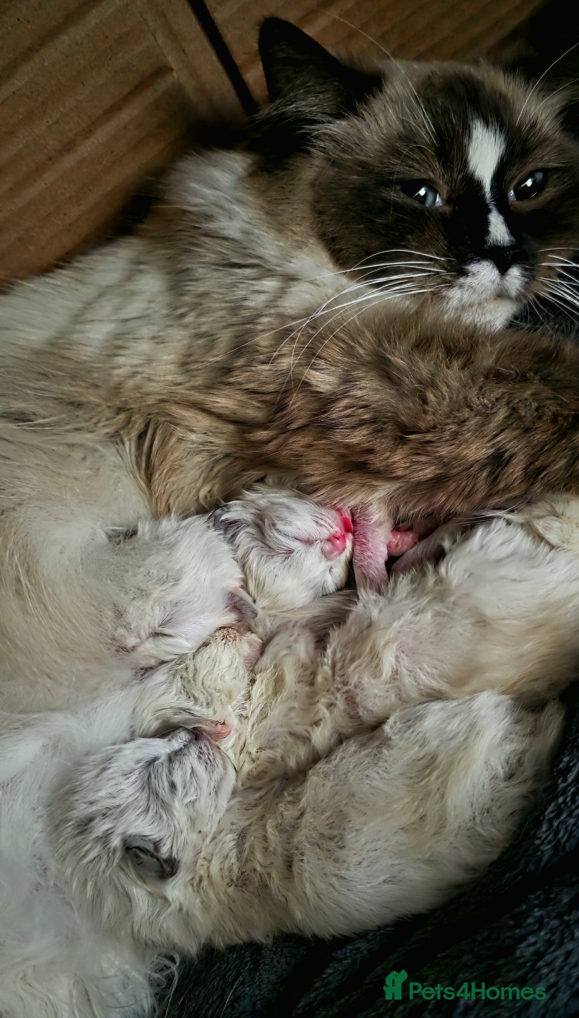 Ragdoll cats for sale: Pure Ragdoll kittens! - Advert 1