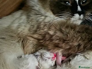 Ragdoll cats Pure Ragdoll kittens! - Advert 1