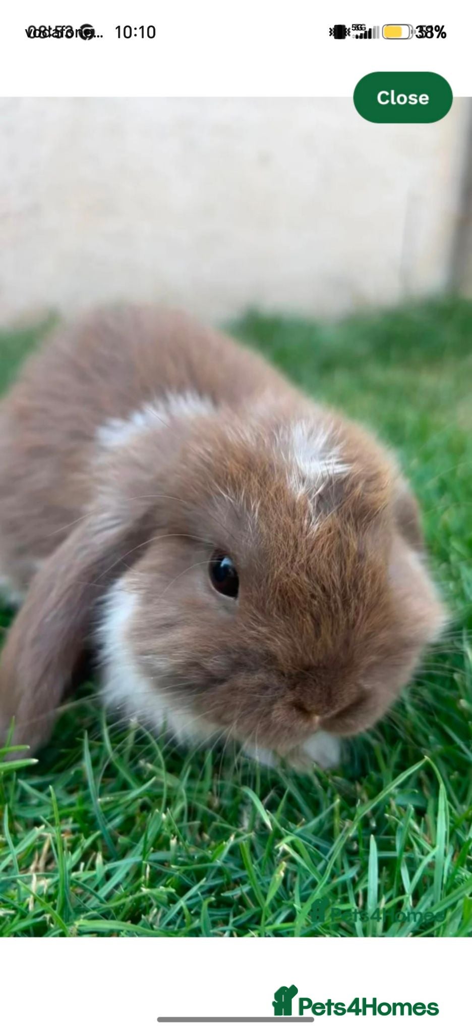 Mixed Breed rabbits mini lop X lion head  - Advert 23