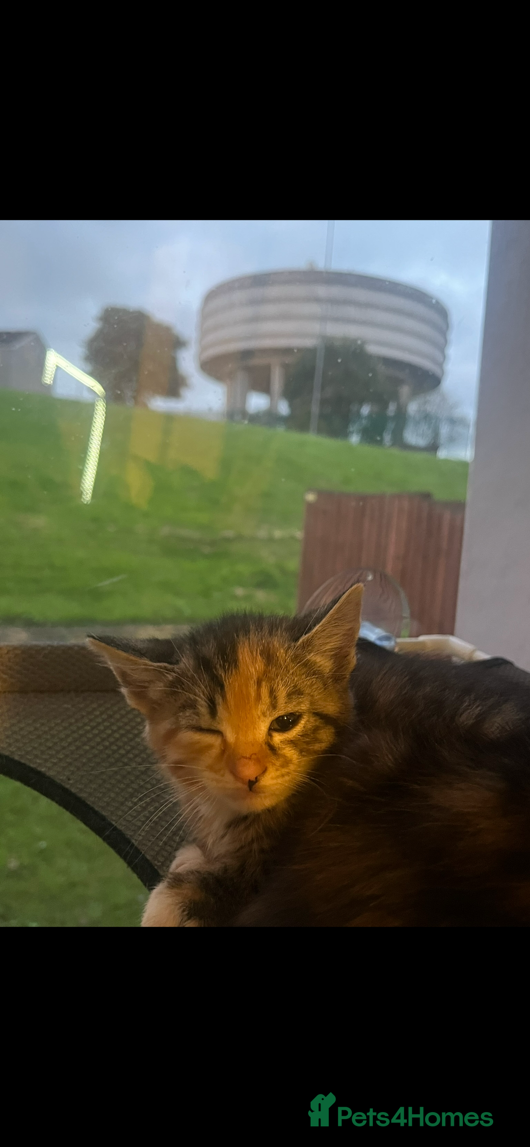 Mixed Breed cats for sale: Kittens for sale  - Image 6