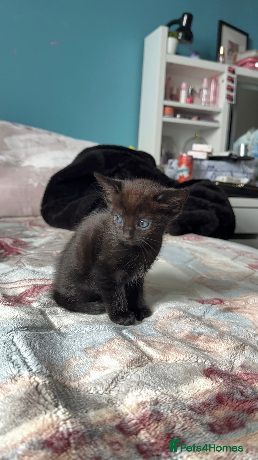 Mixed Breed cats for sale: 2 kittens! - Image 3