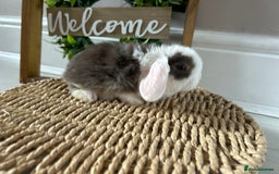 Mini Lop rabbits for sale: Litter of mini lop babies  - Image 21
