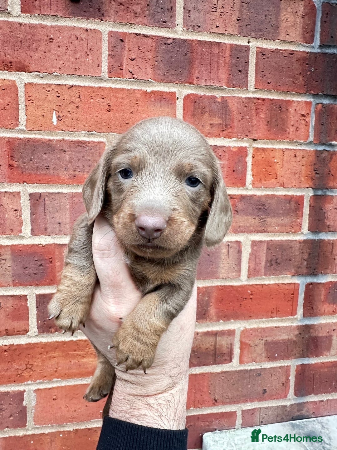 Miniature Dachshund dogs for sale: Miniature dachshund puppies - Advert 9