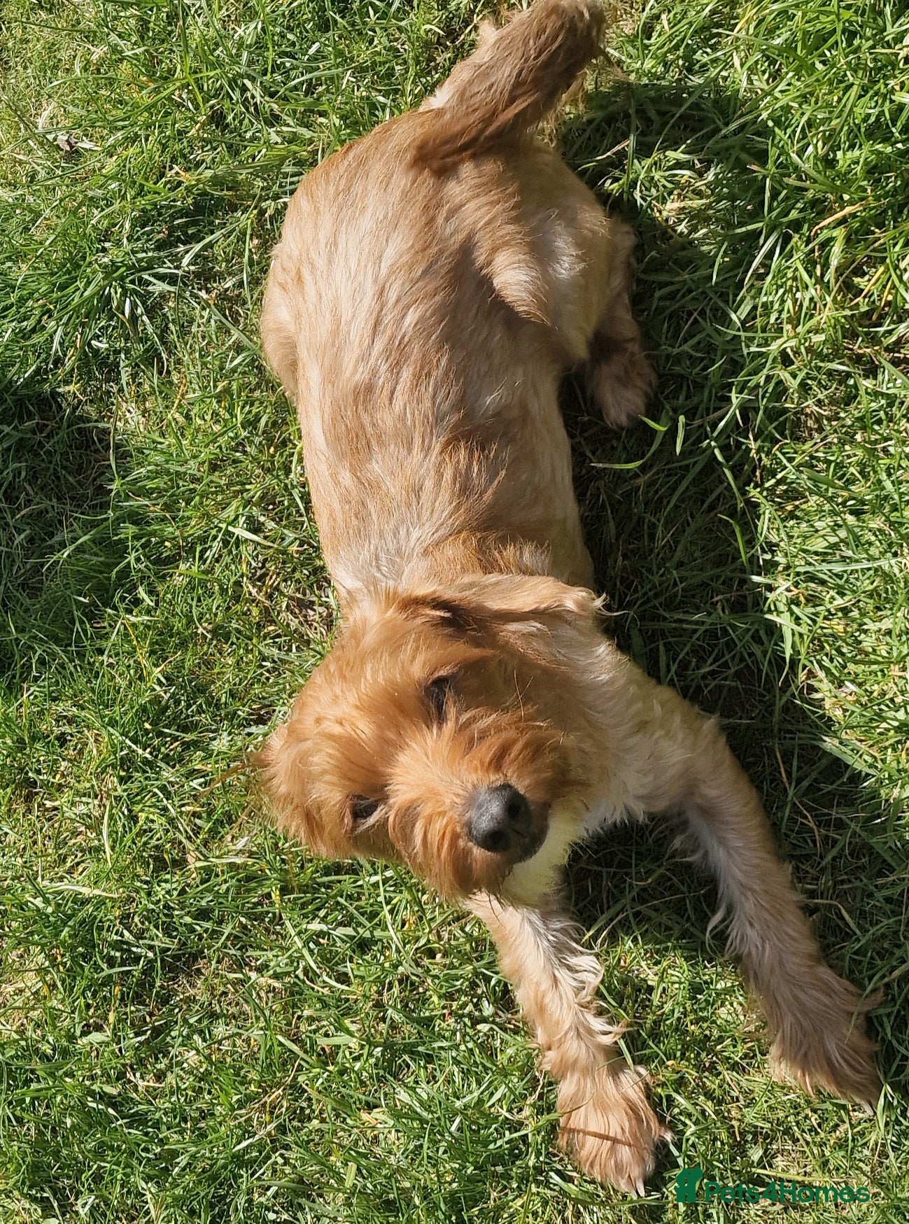 Mixed Breed dogs for sale: Morkiepoo  - Advert 1