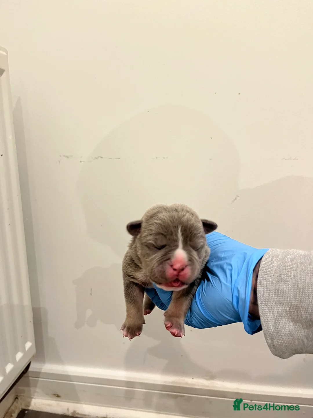 American Bully dogs for sale: BEAUTIFUL pocket bullies  - Advert 9