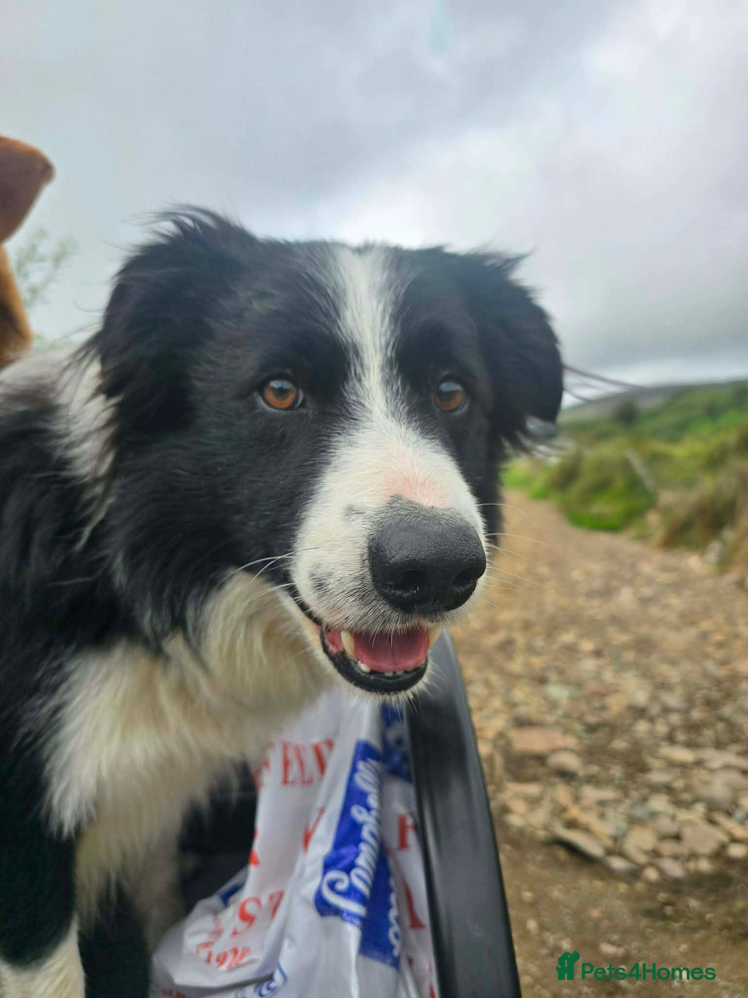 Mixed Breed dogs Dollie x Long Haired Border Collie Puppies  - Advert 2