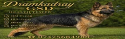 German Shepherd dogs for stud: Health and Generic tested KCReg GSD stud - Advert 1