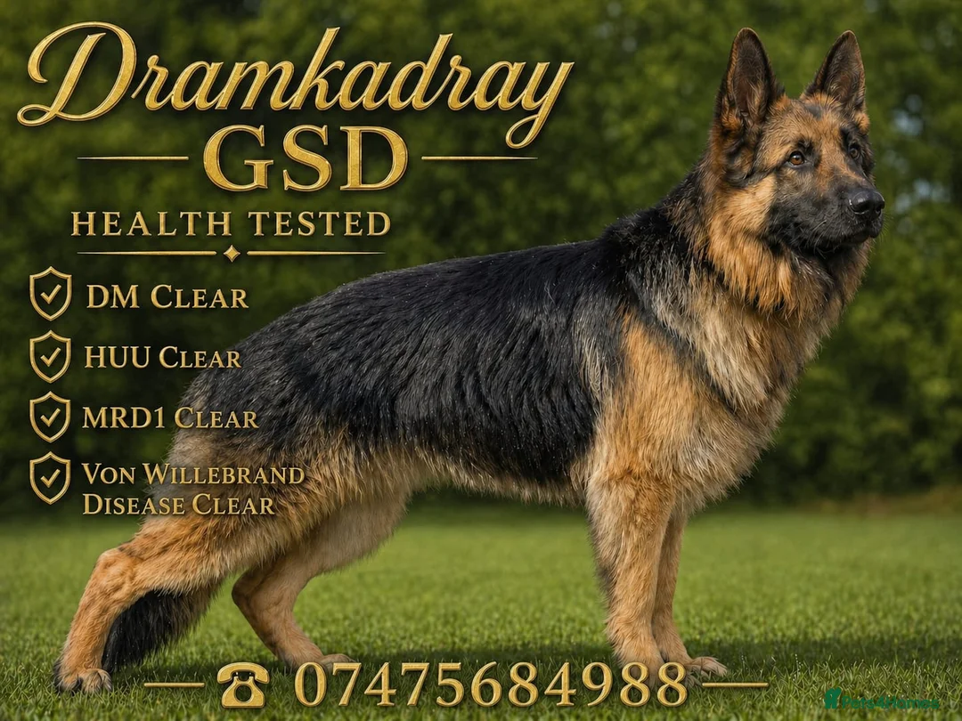 German Shepherd dogs for stud: Health and Generic tested KCReg GSD stud - Advert 1