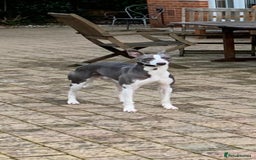 Whippet dogs for sale: 3 quarter whippet quarter collie pups - Image 13