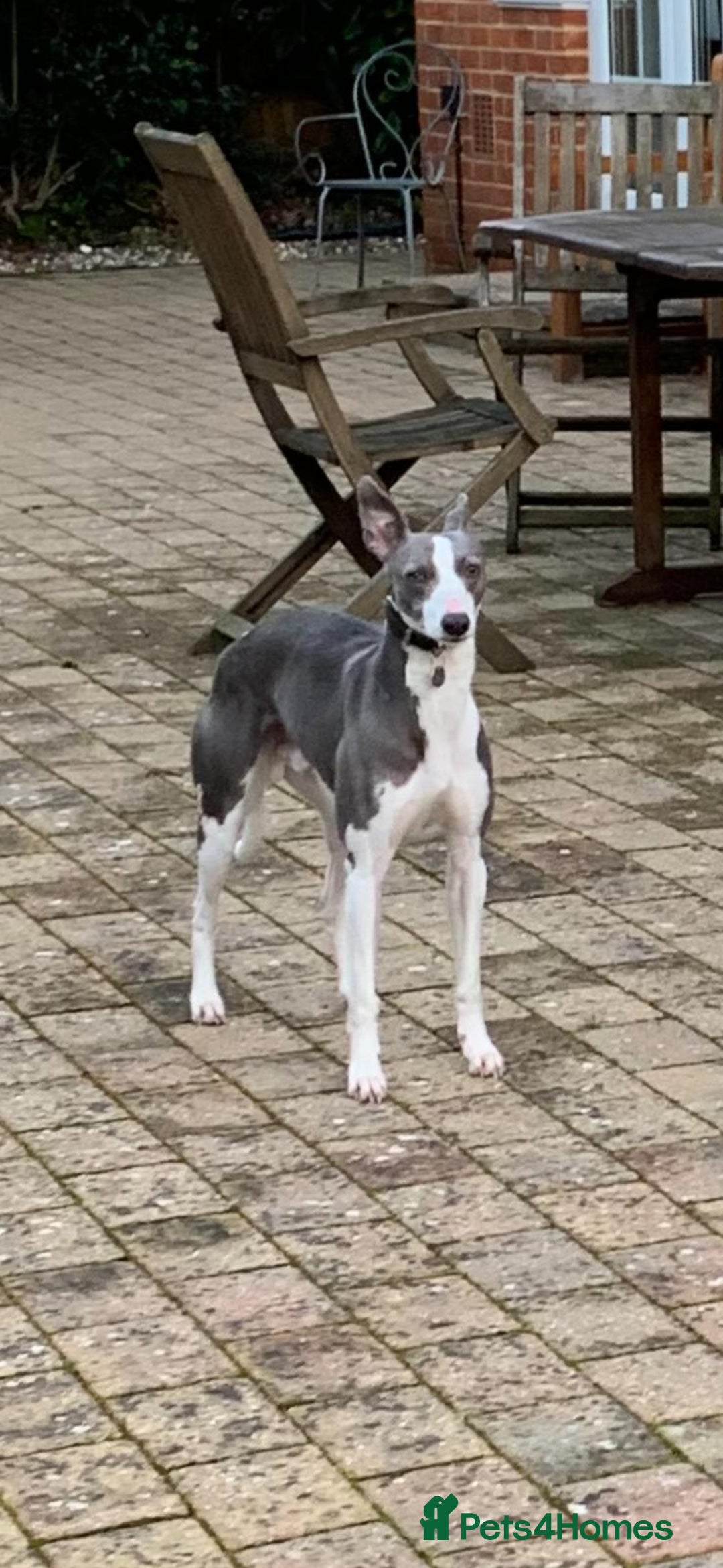 Whippet dogs for sale: 3 quarter whippet quarter collie pups - Image 13