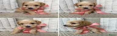 Female Puppy - Blonde
