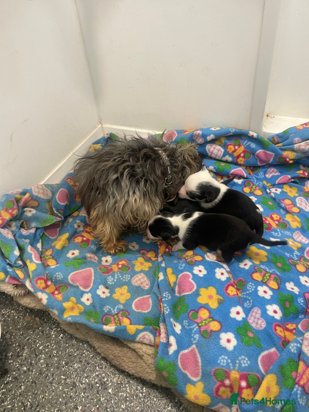 Mixed Breed dogs for sale: Yorkshire terrier/ jack Russell puppies  - Advert 9