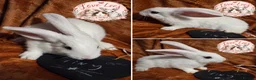 Giant Papillon rabbits for sale: Adorable checkered giant cross kits  in Downham Market - Advert 7