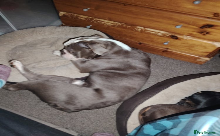 Olde English Bulldogge dogs - Advert 2