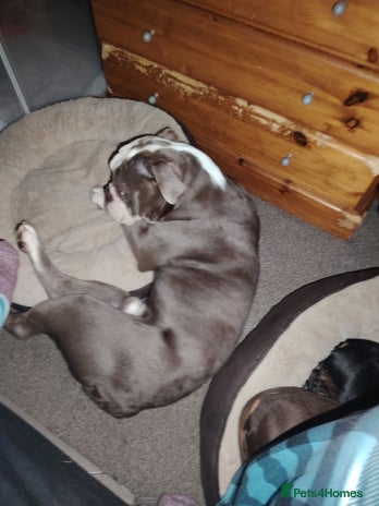 Olde English Bulldogge dogs - Advert 1