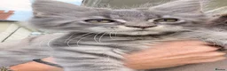Maine Coon cats for sale: Tica registered ready to go  - Advert 22