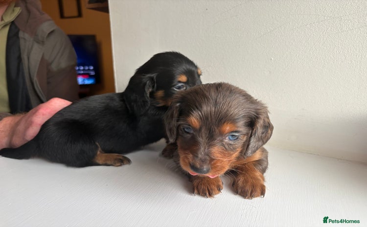 Miniature Dachshund dogs - Advert 1