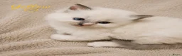 Ragdoll cats for sale: Beautiful ragdoll kittens ready to reserve.    - Advert 6