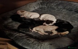 Cockapoo dogs for sale: Stunning F2 cockapoo puppies  - Image 7