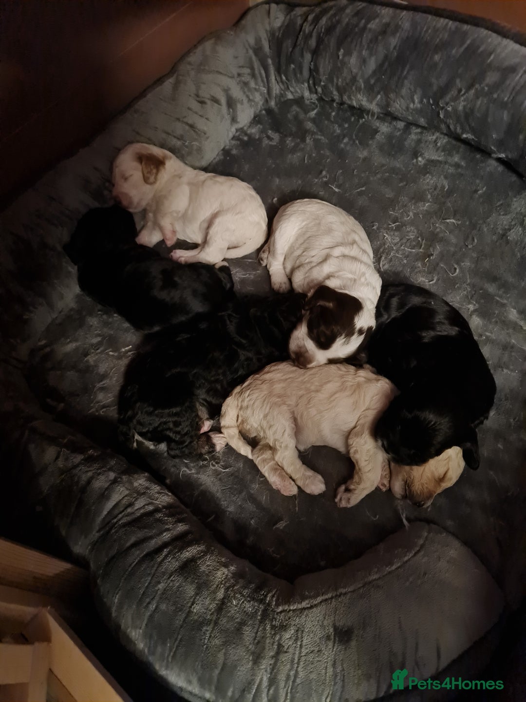 Cockapoo dogs for sale: Stunning F2 cockapoo puppies  - Image 7