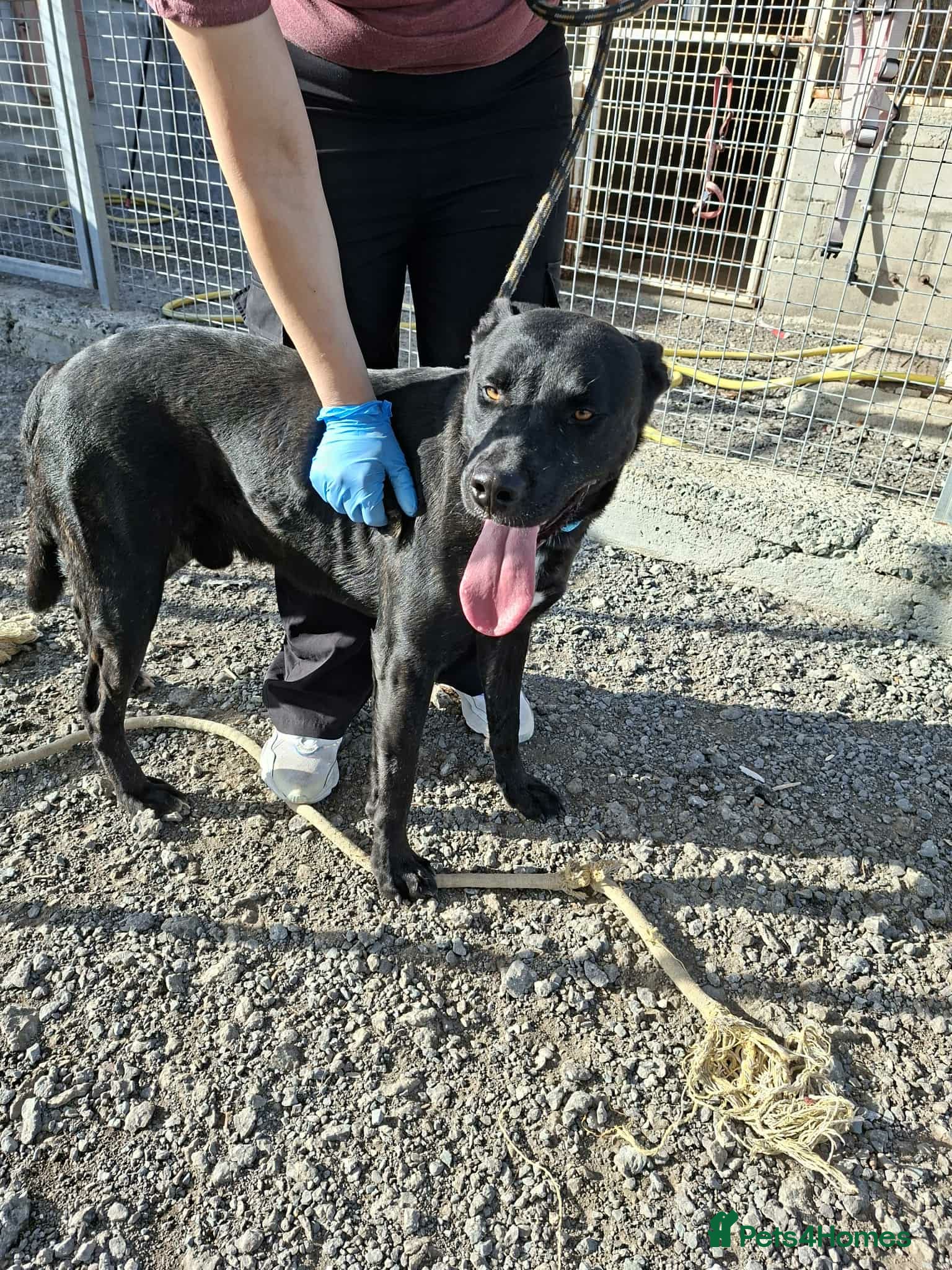Mixed Breed dogs for adoption: Kofi foster or adopt please - Advert 7