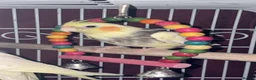 Cockatiels birds for sale: Cockatiels and cage for sale in Feltham - Advert 3