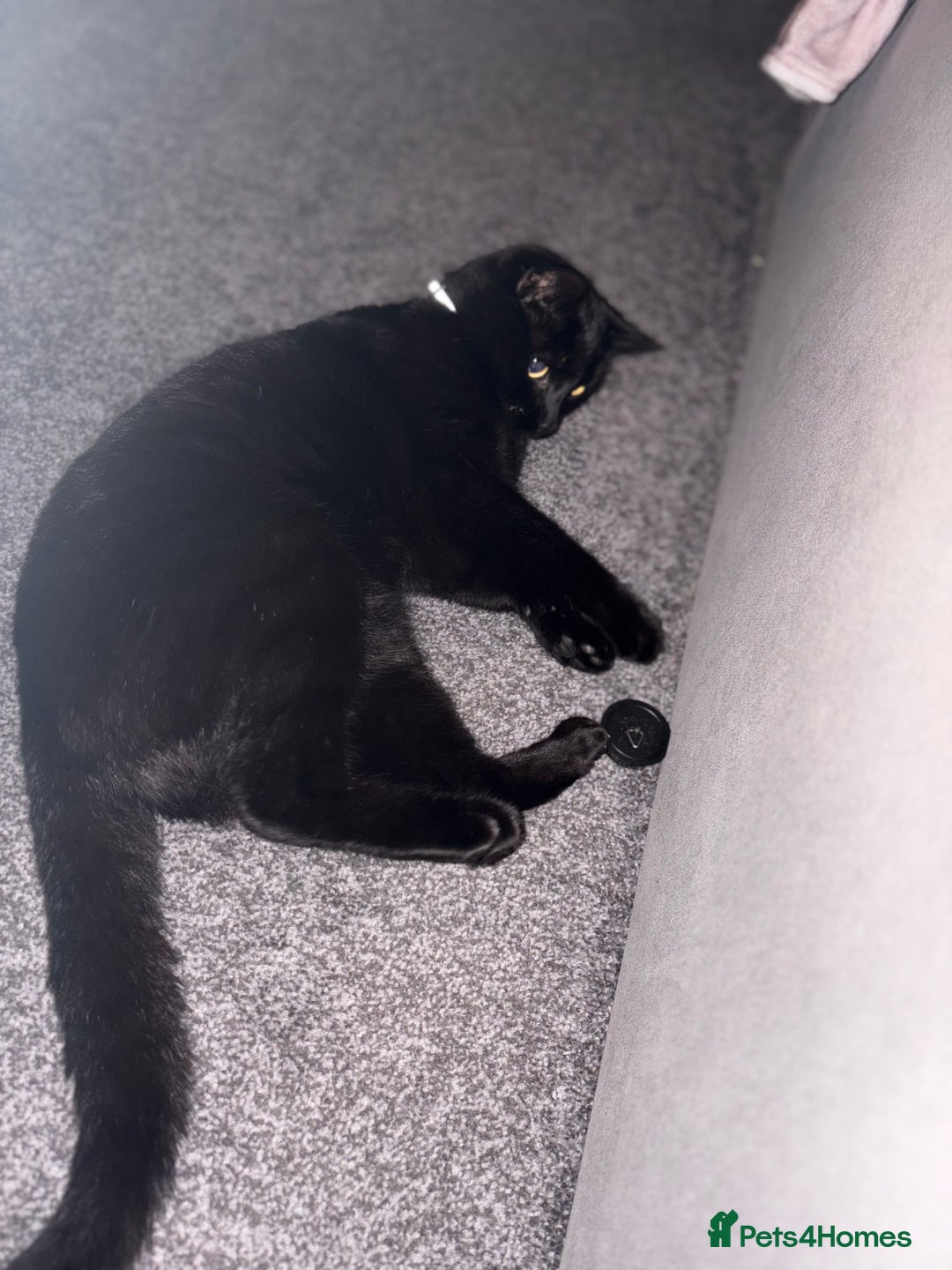 Domestic Shorthair cats for sale: Thor - black cat  - Advert 6