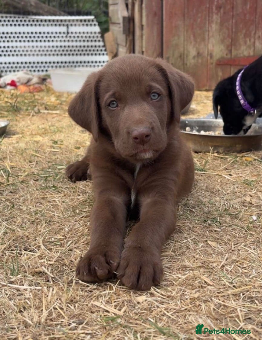 Borador dogs Stunning Lab x Collie, cream, black & chocolate! - Advert 2