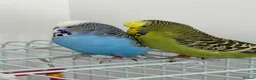 Budgerigars birds for sale: Budgies - Advert 4