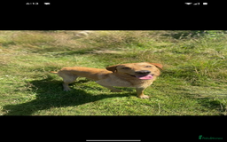 Labrador Retriever dogs for sale: KC Reg many Champion lines Drakeshead in pedigree  - Image 23