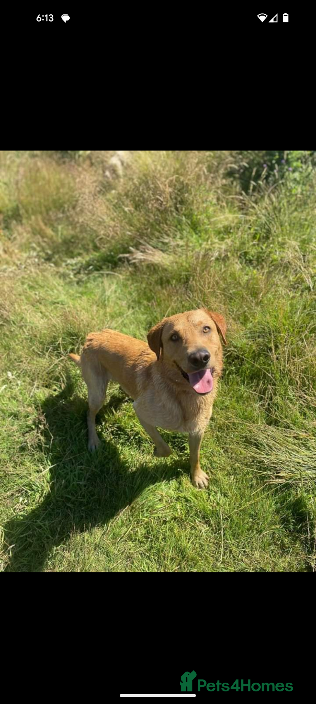 Labrador Retriever dogs for sale: KC Reg many Champion lines Drakeshead in pedigree  - Image 23